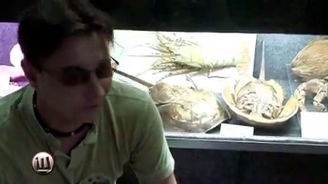 Гигантские щитни! Документальное доказательство. смотреть онлайн