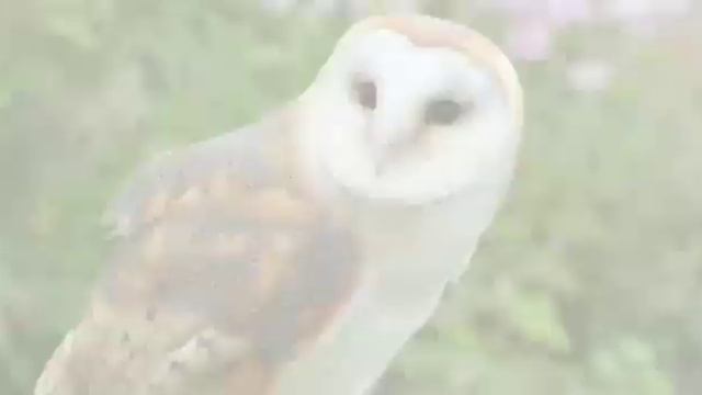 Обыкновенная сипуха эдит смотреть онлайн