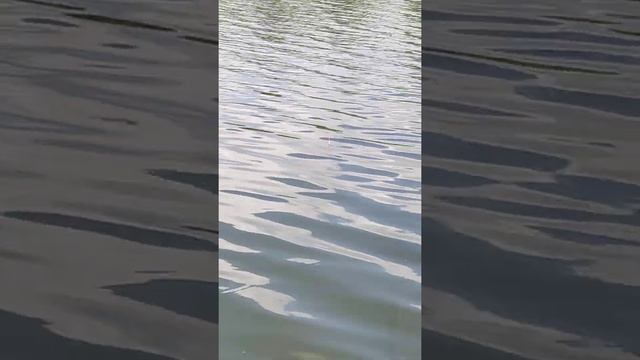 рыбалка Краснодар озеро Карасуны смотреть онлайн