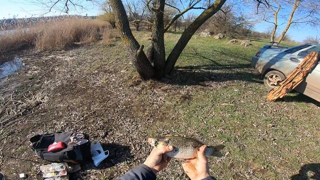 Рыбалка на карася. Весенние караси рвут поводки.