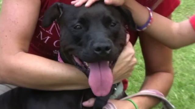 Oracle found a home ! Animal Rescue смотреть онлайн