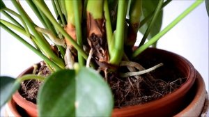 Антуриум уход. Корни антуриума, листья и цветы. Рекомендации по уходу