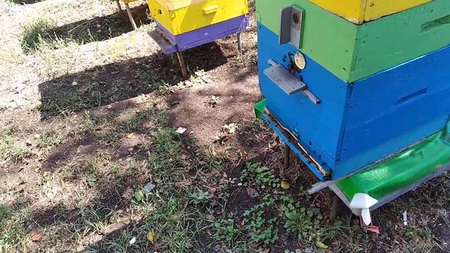 Поздний взяток с подсолнуха как поступить пчеловоду в этой ситуации смотреть онлайн