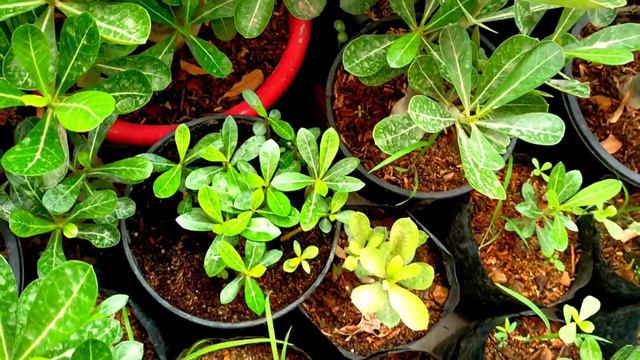 ll Sunday adenium update ll adenium Garden update ll смотреть онлайн