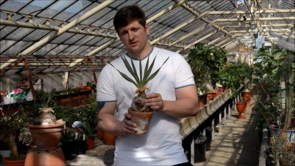 Боофоне (Boophane disticha)