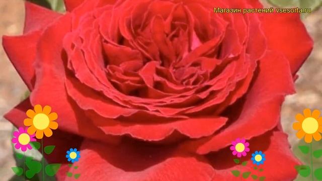 Роза чайно-гибридная Дуфтфестиваль. Краткий обзор, описание характеристик Duftfestival смотреть онлайн