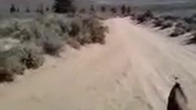 Horse race! Trakehner x Appaloosa vs. Connemara pony смотреть онлайн