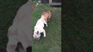 Спаривание мопсов!