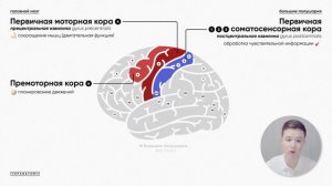 Кора головного мозга: строение и функции