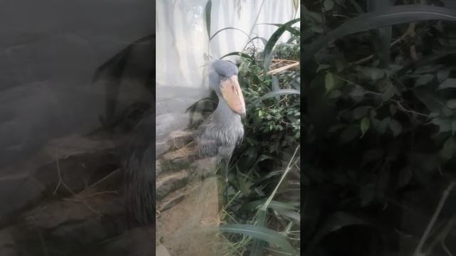 Китоглав огромная птица Пражский зоопарк смотреть онлайн