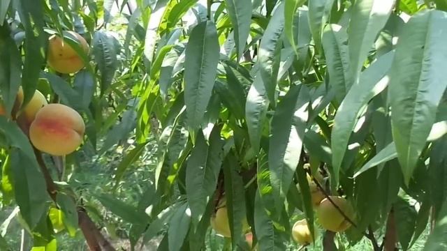 Персик из косточки - лучше привитого. смотреть онлайн