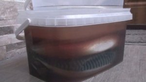 СКУМБРИЯ малосольная в рассоле классика посола  Солим сами. Вкуснотище 2019.