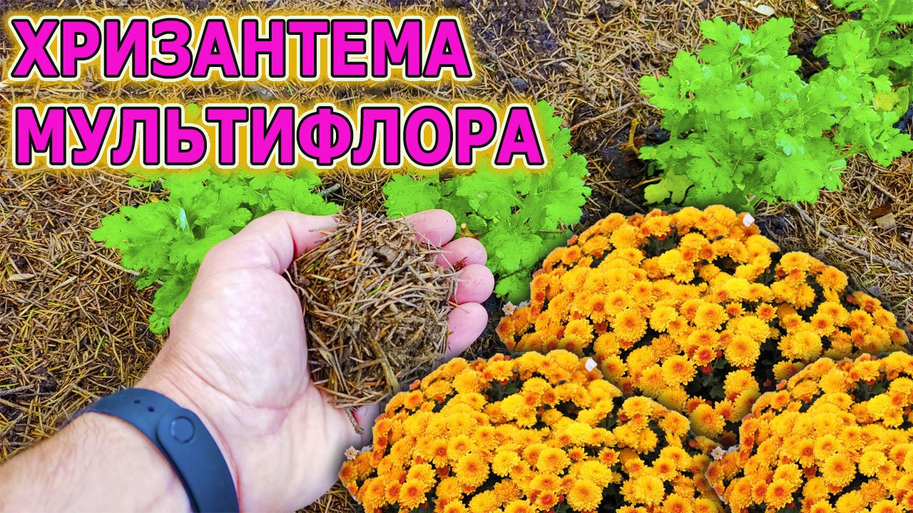 ПЯТЬ советов как посадить и выращивать ХРИЗАНТЕМУ МУЛЬТИФЛОРА весной на даче! Хризантема мультифлора смотреть онлайн