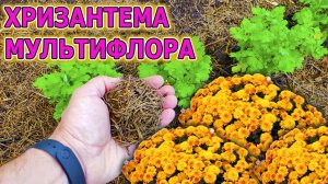 ПЯТЬ советов как посадить и выращивать ХРИЗАНТЕМУ МУЛЬТИФЛОРА весной на даче! Хризантема мультифлора