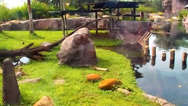 № 1131 США Бегемот в аквариуме Леопарды Тампа Флорида смотреть онлайн