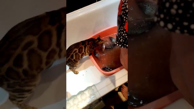 Бенгальская кошка Моня прикол