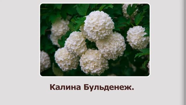 Фоторассказ "Красота растений" смотреть онлайн