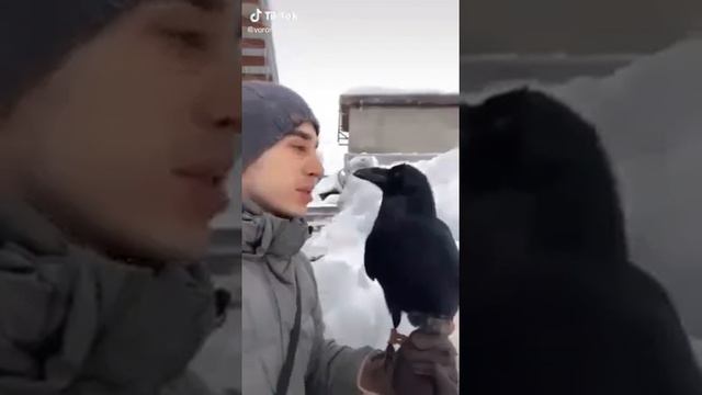 Ещё одно доказательство того , что животные обладают разумом и душой . смотреть онлайн