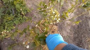 Борьба с личинкой майского жука под кустами голубики.