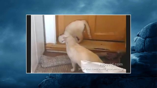 Fighting pose Capoeira Cat боевая стойка смотреть онлайн