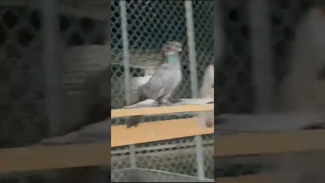 Большая голубятня потратил много денег. Двухчубые голуби. Tauben. Pigeons. Palomas. Pombos. 비둘기.