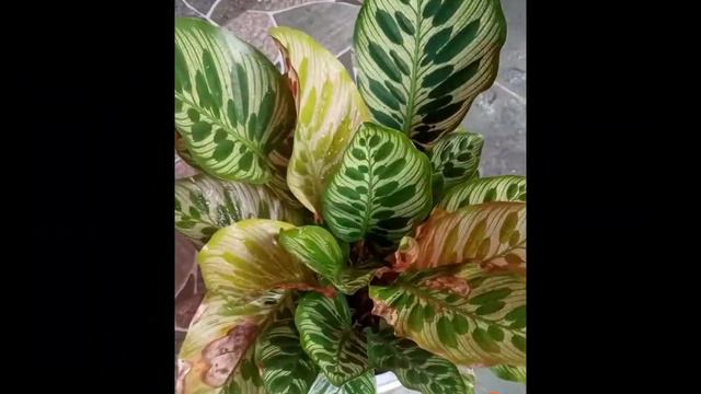 🪴Different Varieties of My Calathea🍂 смотреть онлайн