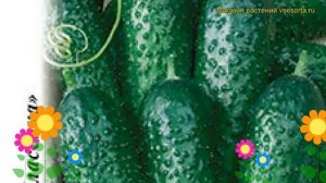 Огурец Мальчик с пальчик F1. Краткий обзор, описание характеристик cucumis sativus
