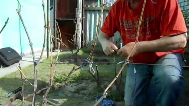 Подвязка винограда весной видео (смотрим) смотреть онлайн