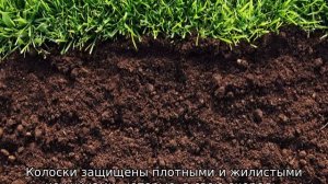 Мятлик луговой обыкновенный: описание растения