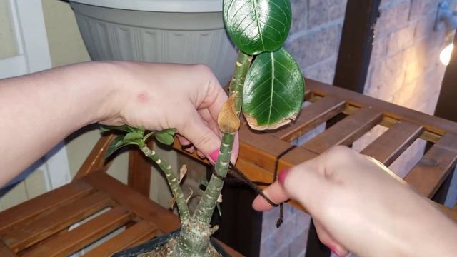 My knot technique for tying down Adenium смотреть онлайн