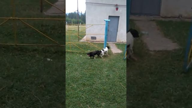 Пес Дракон смотреть онлайн