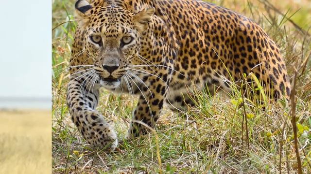Savanna Animals Names | African Animals for Children | Animales africanos en ingles | अफ्रीकी जानवर смотреть онлайн