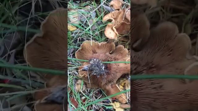 Paxilo enrollado (Paxillus involutus) смотреть онлайн