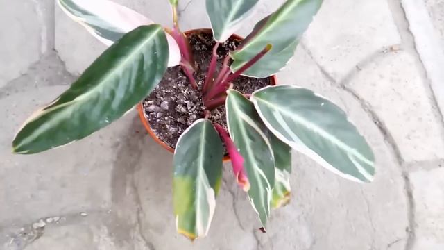 Строманта приметы и суеверия. Уход за молитвенным цветком. смотреть онлайн