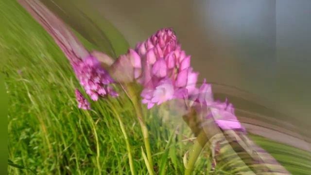 АНАКАМПТИС (ANACAMPTIS) сем. Орхидные смотреть онлайн