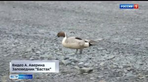 Птицы ЕАО. Шилохвость