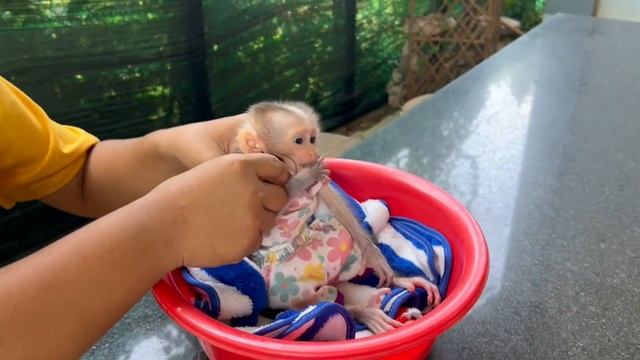 P00r Newb0rn BaBy Bill Sit Waiting MOM A L0ng To Get His Snack Till Sleeeping смотреть онлайн
