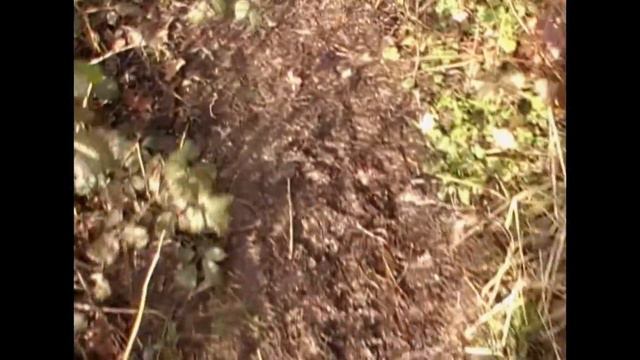 Woolvs - Earth смотреть онлайн