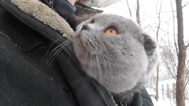 Мой котёнок Скоттиш Фолд и первый снег смотреть онлайн