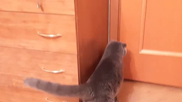 Сон, прогулка, еда (типичная жизнь котов) смотреть онлайн