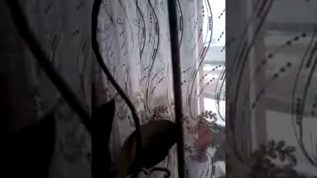 Орхидея с необычным цветоносом смотреть онлайн