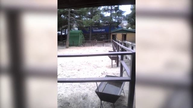 Маленькая история о большом ослике Яше из поселка Джубга Краснодарского края смотреть онлайн