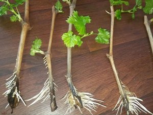 Как укоренить черенки 4 способа