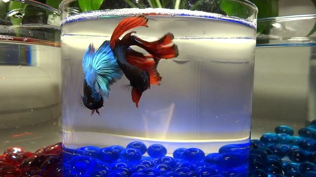 рыбки петушки / Half Moon Betta fish dans смотреть онлайн