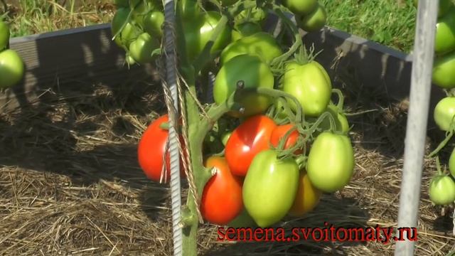 Проверенный сорт томатов: "Испанец" смотреть онлайн