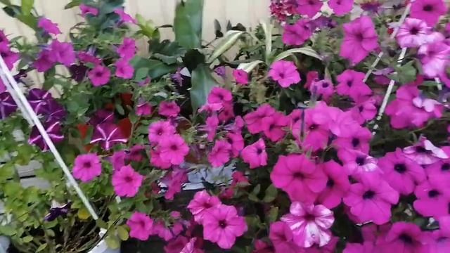 Петуния ДЖАКОНДА, основные правила и ошибки выращивания