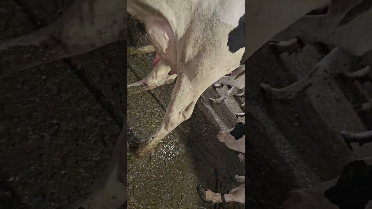 #крс #ферма #молоко