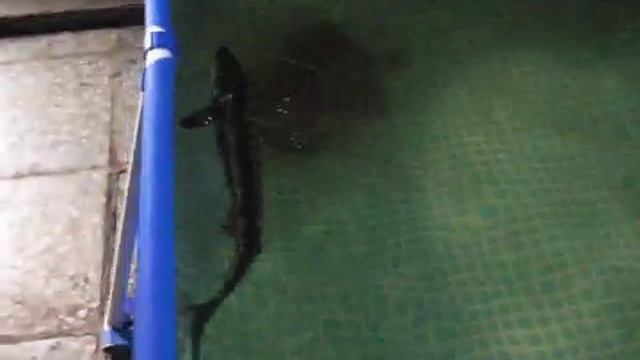 Осётр в УЗВ (установка замкнутого водоснабжения) смотреть онлайн