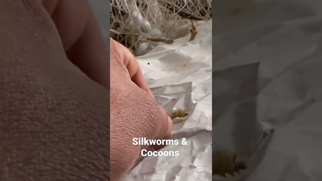 Как выращивают коконы шелкопряда в Риштане смотреть онлайн