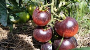 Жаркие угли! Полный обзор томата